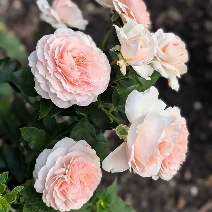 Parfuma® Bliss