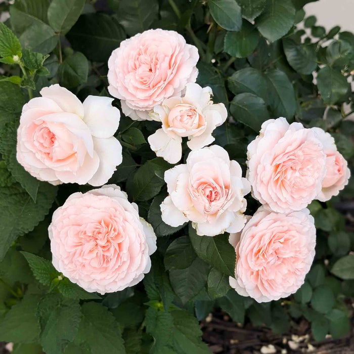 Parfuma® Bliss