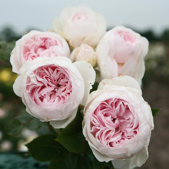 Parfuma® Earth Angel