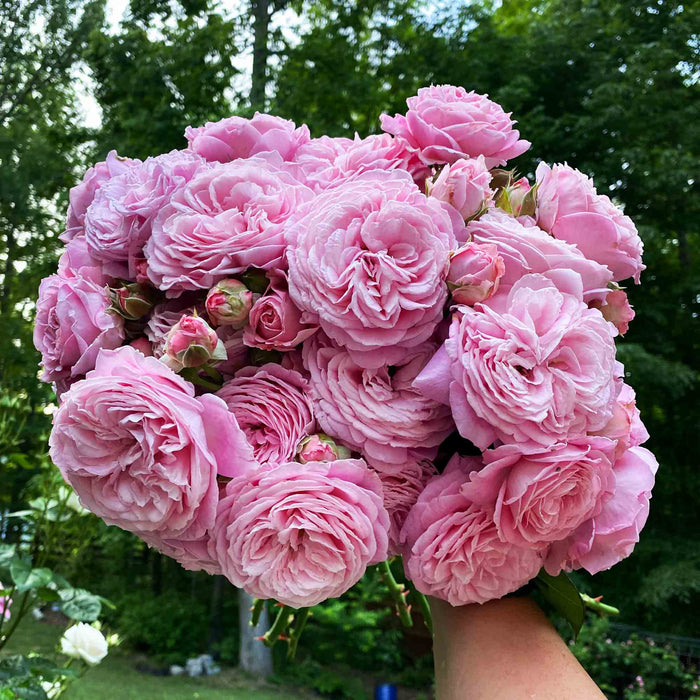 Parfuma® Summer Romance
