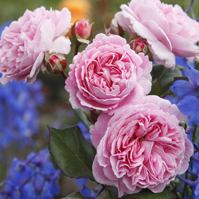 Parfuma® Summer Romance