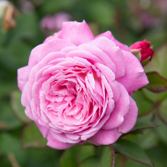 Parfuma® Summer Romance