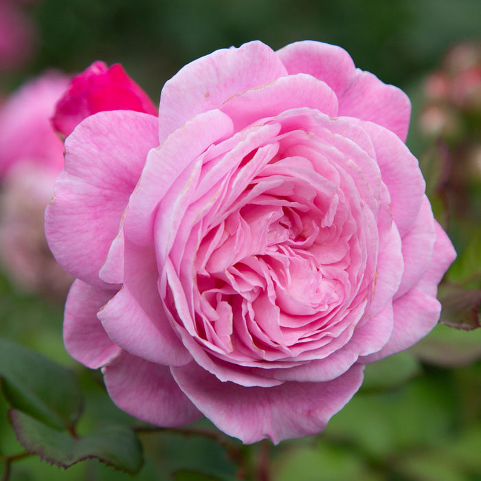 Parfuma® Summer Romance