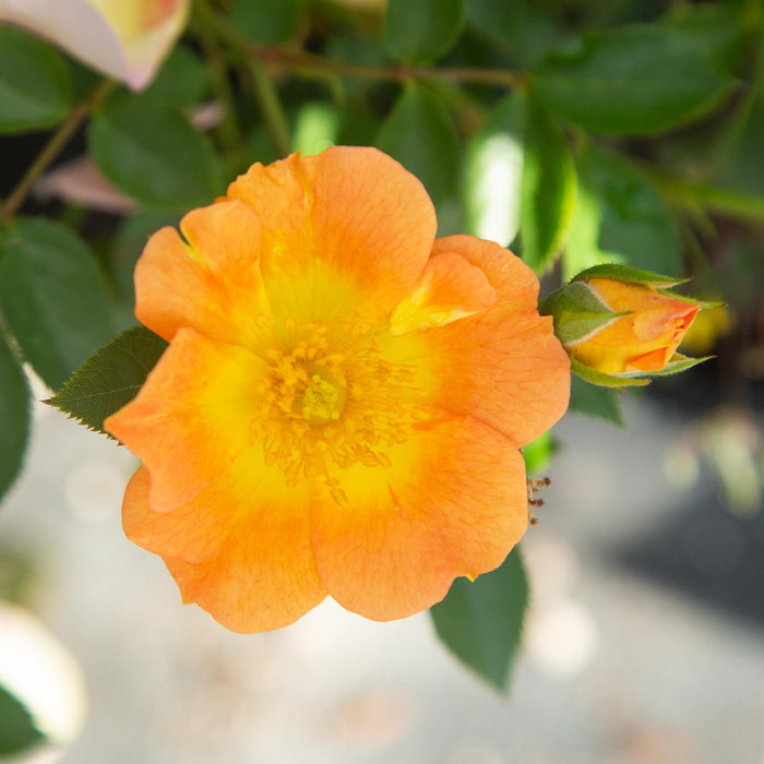 Peachy Creeper
