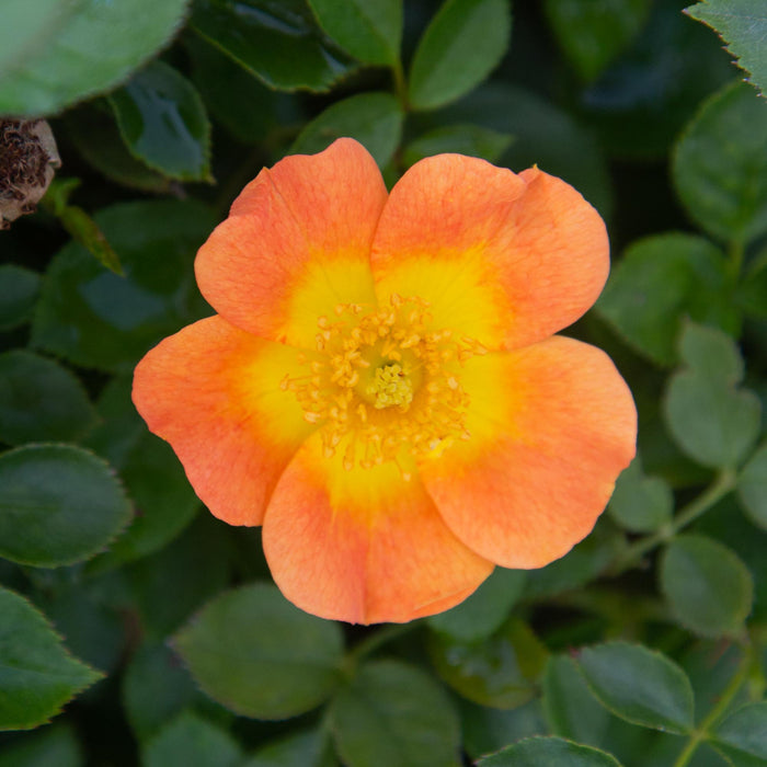 Peachy Creeper