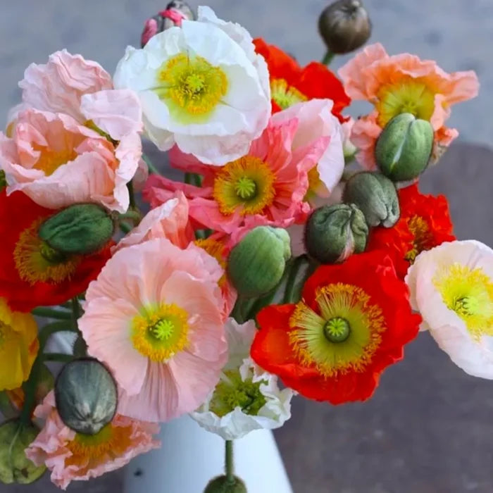 Poppy Colibri Mix
