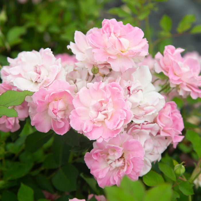 Porcelain Rose
