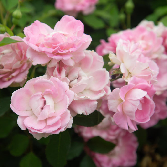 Porcelain Rose