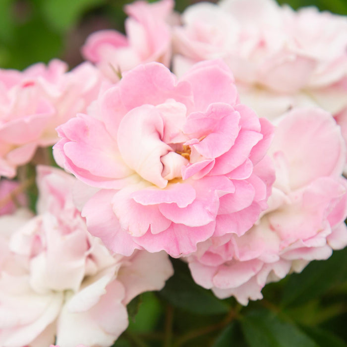 Porcelain Rose