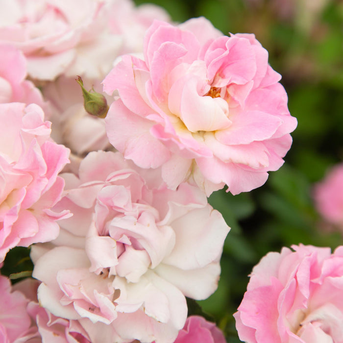 Porcelain Rose