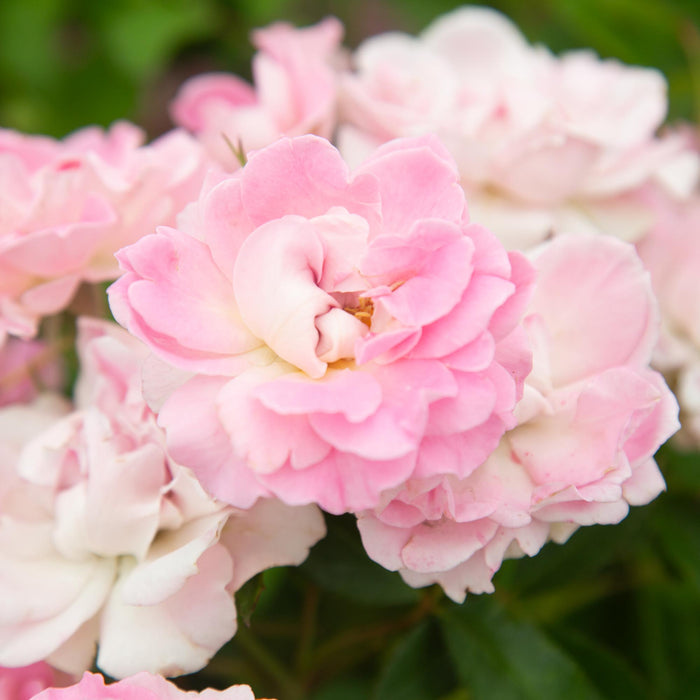 Porcelain Rose