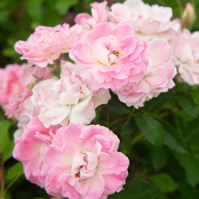 Porcelain Rose