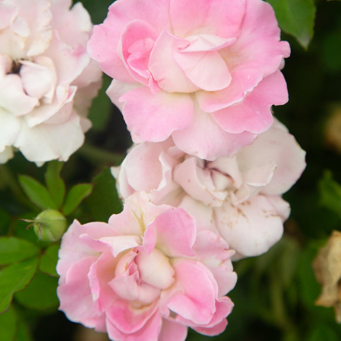 Porcelain Rose