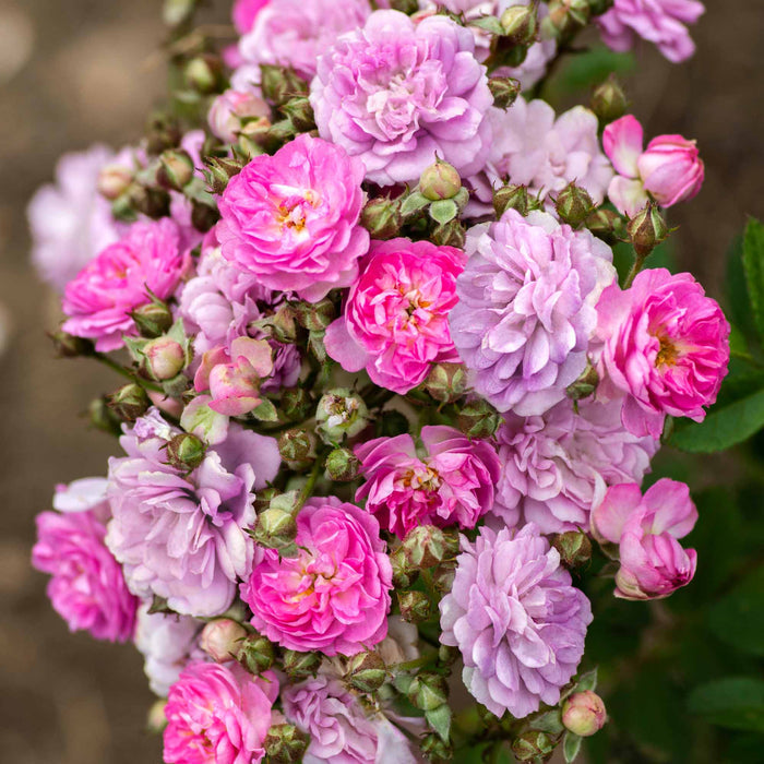 Pretty Polly® Lavender