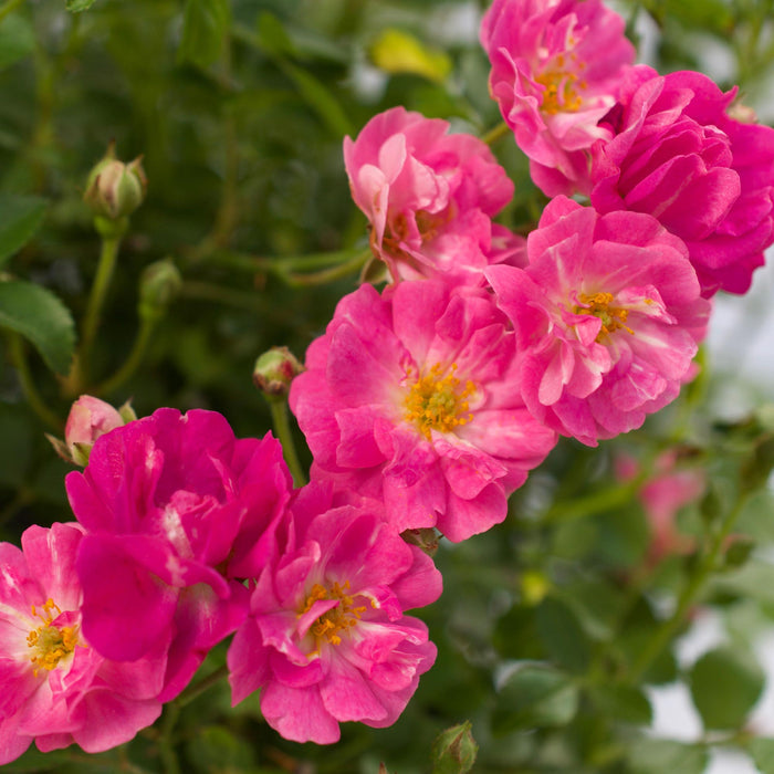 Pretty Polly® Pink
