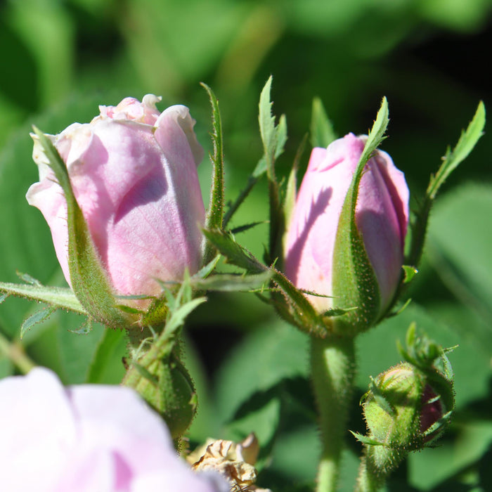Quatre Saisons