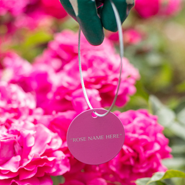 Raspberry Rugostar® Garden Marker