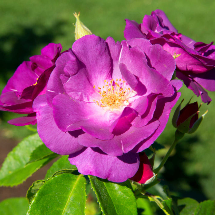 Rhapsody In Blue™