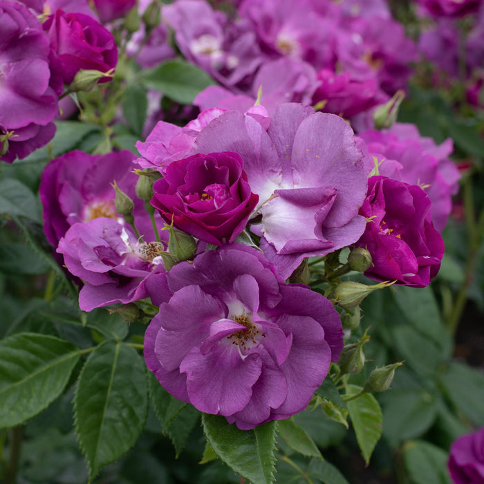 Rhapsody In Blue™