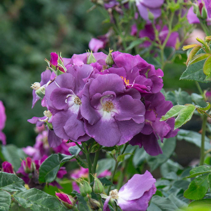 Rhapsody In Blue™