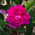 Rosa Damascena Semperflorens (Autumn Damask)