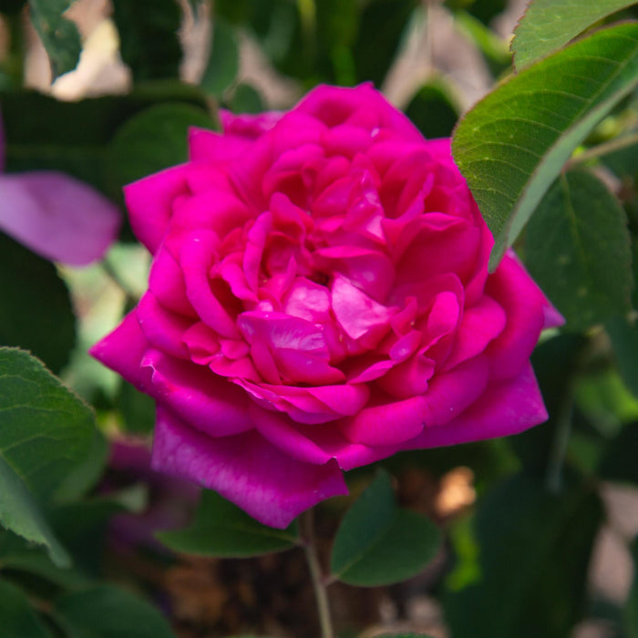 Rosa Damascena Semperflorens (Autumn Damask)