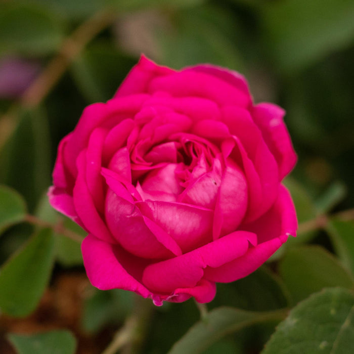 Rosa Damascena Semperflorens (Autumn Damask)