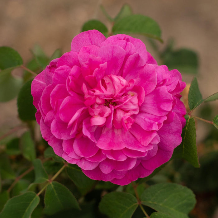 Rosa Damascena Semperflorens (Autumn Damask)