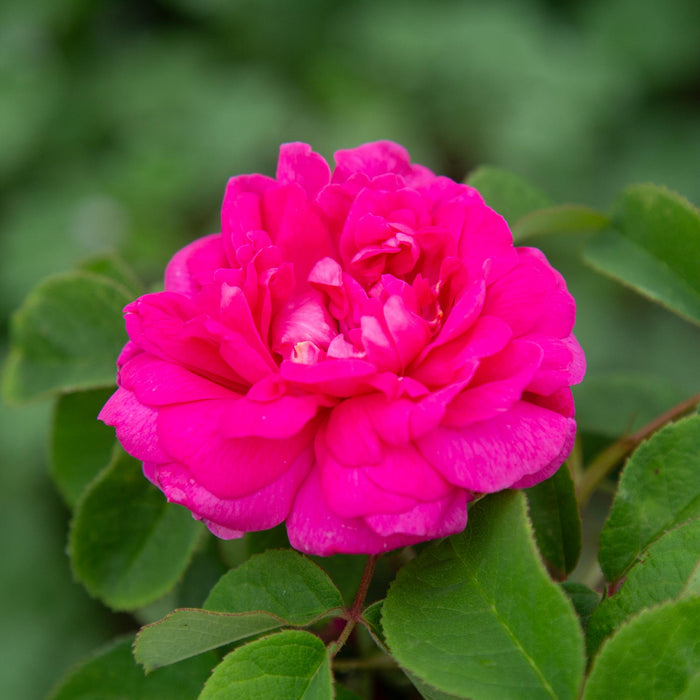 Rosa Damascena Semperflorens (Autumn Damask)