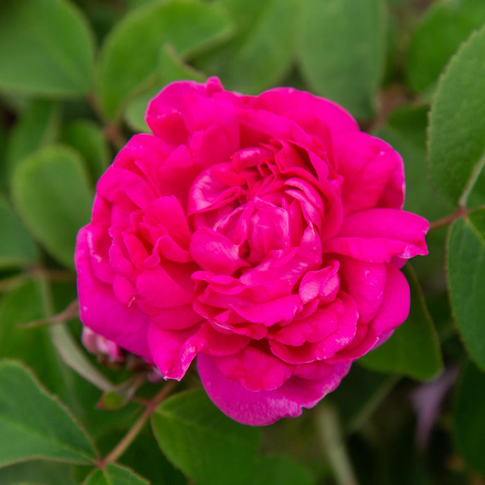 Rosa Damascena Semperflorens (Autumn Damask)