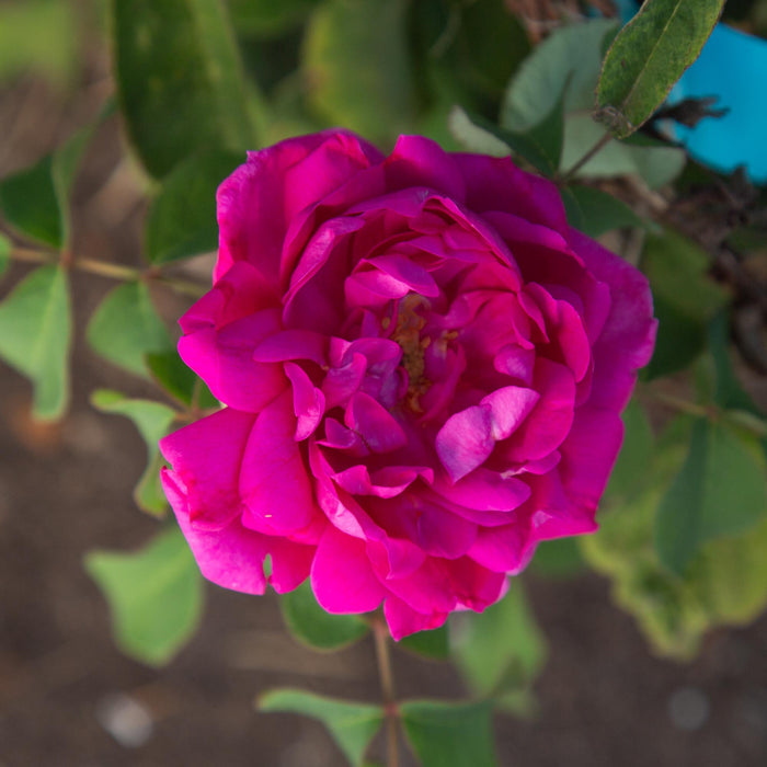 Rosa Damascena Semperflorens (Autumn Damask)