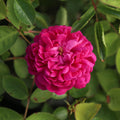 Rose de Rescht