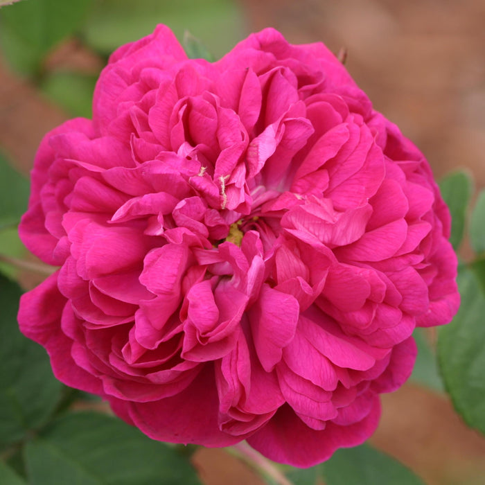 Rose de Rescht