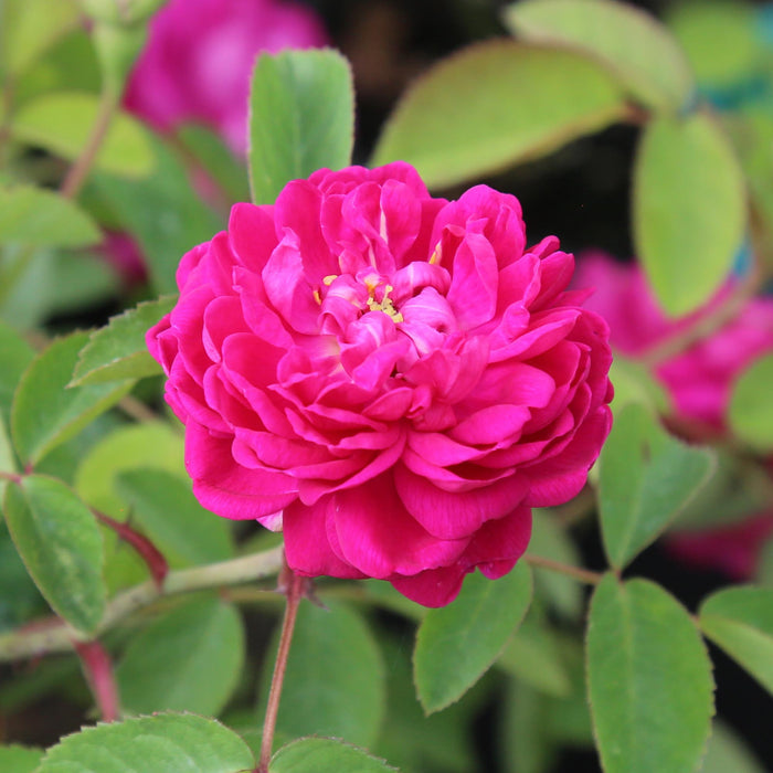 Rose de Rescht