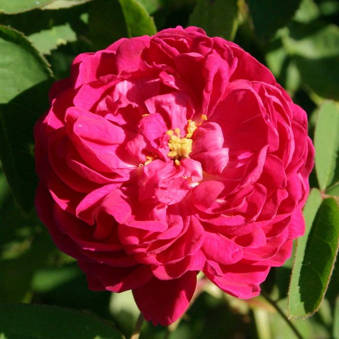 Rose de Rescht