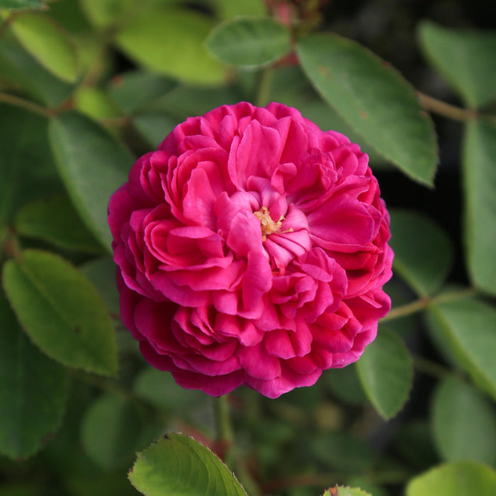Rose de Rescht