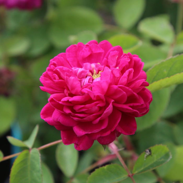 Rose de Rescht