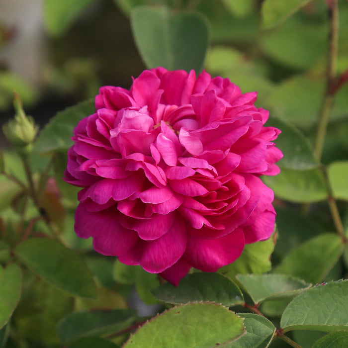 Rose de Rescht