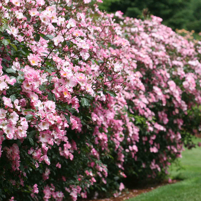 Rosy Hedge