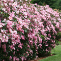 Rosy Hedge