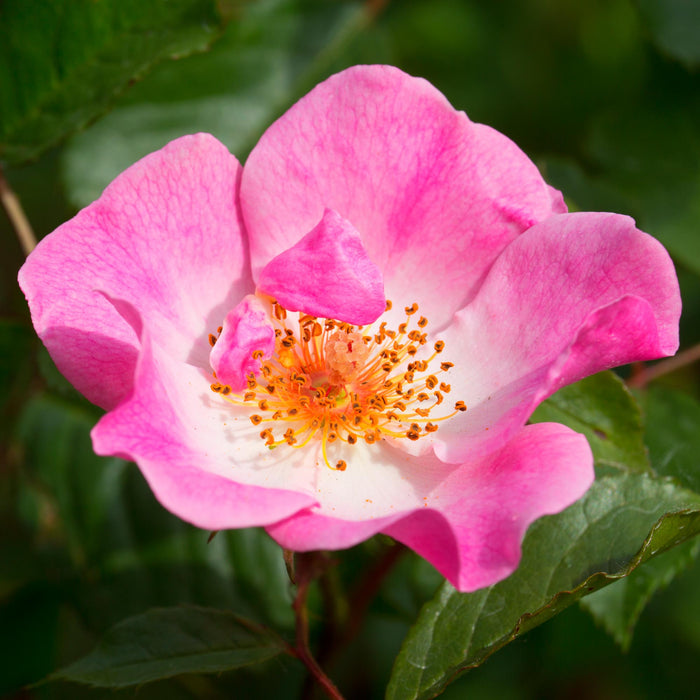Rosy Hedge