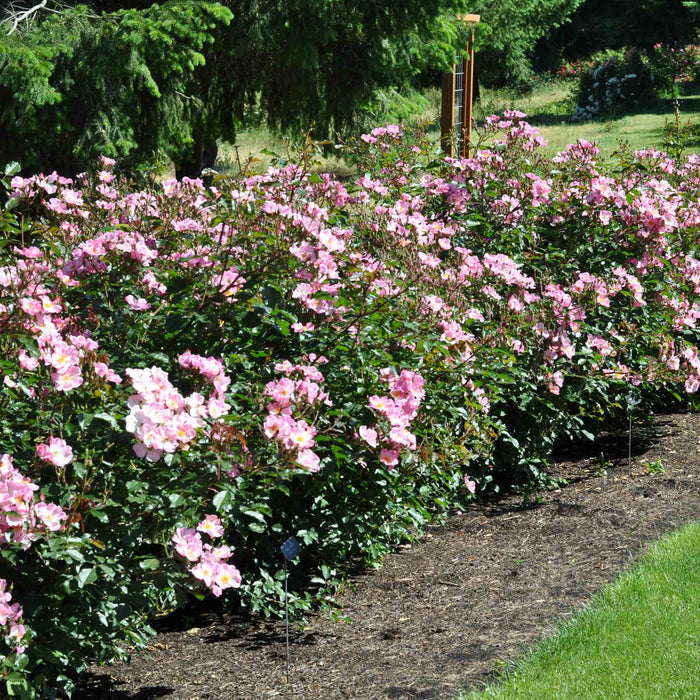Rosy Hedge