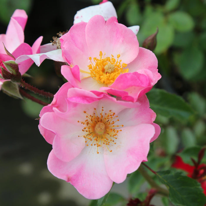 Rosy Hedge