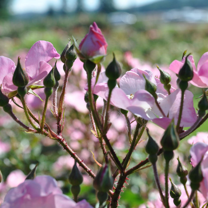 Rosy Hedge
