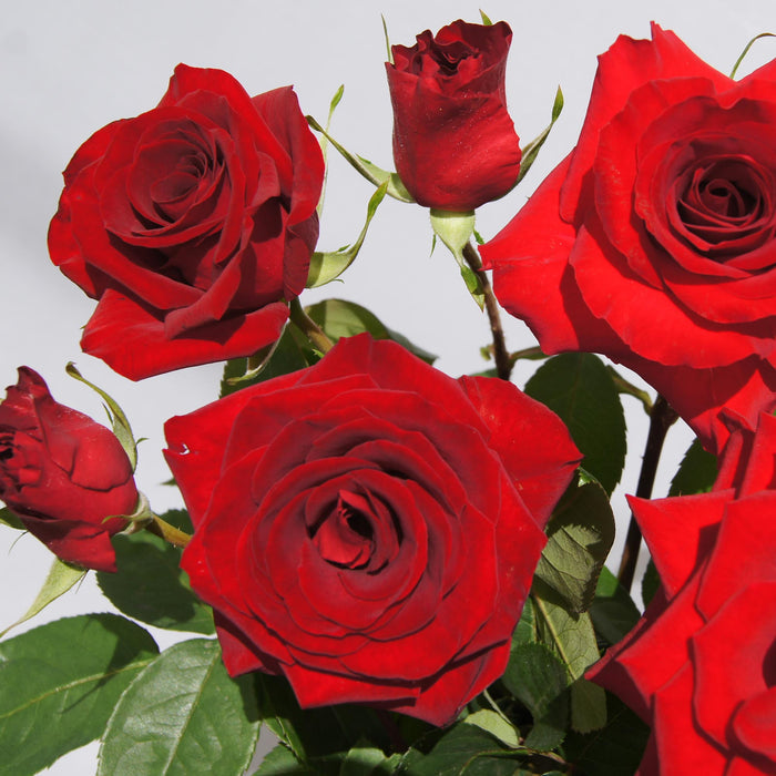 Rouge Rhapsody