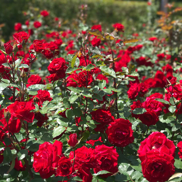 Rouge Rhapsody