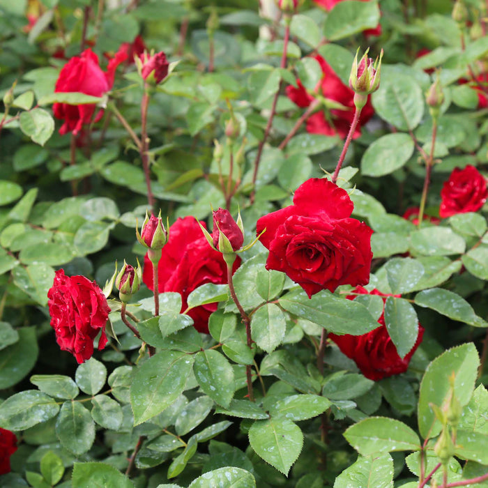 Rouge Rhapsody