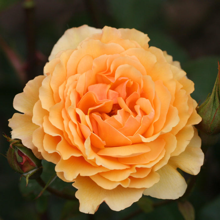 Royal Amber™