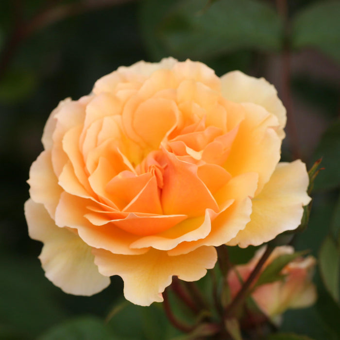 Royal Amber™