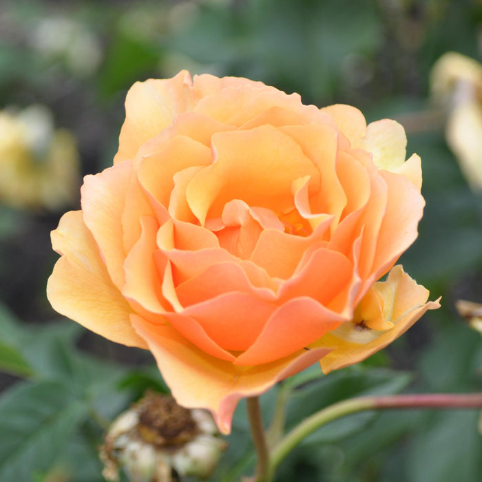 Royal Amber™